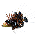 Lionfish