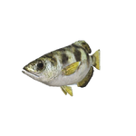 Archerfish