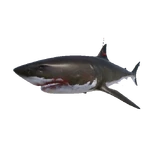 Boss Shark.png