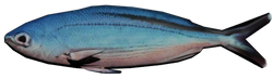 Pilchard.png