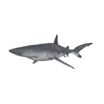 Black Tip Reef Shark.png