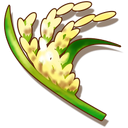 Rice.png