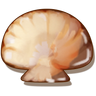 Clam