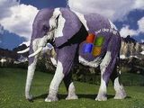 Microsoft elephant