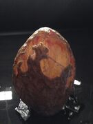 Fractured FX Egg Prosthetic