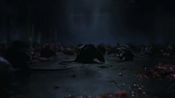 Rats gather at the Steel Works