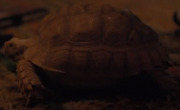 Yertle.png
