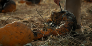 Rotten pumpkins