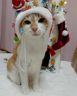 Doongie IG 201224 (2)