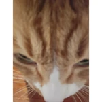 @t.leeknowsaurus Aug. 8, 2025