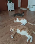 @realstraykids Aug. 8, 2023