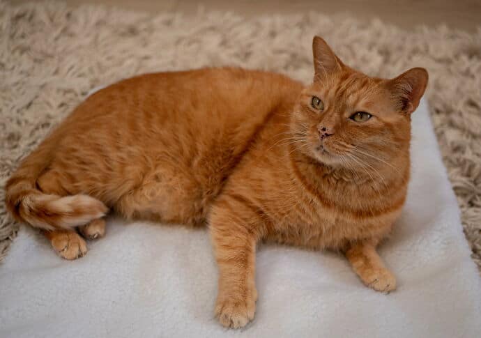 Cat | Stray Wiki | Fandom