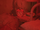 Alarm clock.png