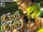Street Fighter Zero 3 (Brazilian RPG)