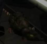 A rat under the effects of glow