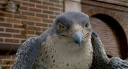 Falcon reminding Margalo's job.