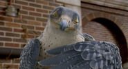 Falcon's prideful look.