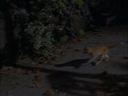 Red goes into Central Park with Smokey, Monty, Lucky and Unnamed Alley Cat