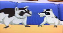 Stuart Little Racoons
