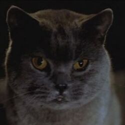 Stuart little hot sale cat breed