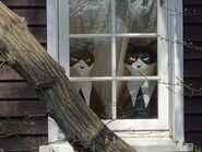 Cats in Window.