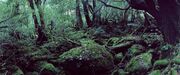 Mononoke Forest