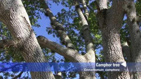 Camphor_tree_(Cinnamomum_camphora)