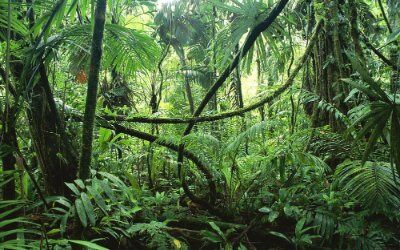 Jungle - Wikipedia