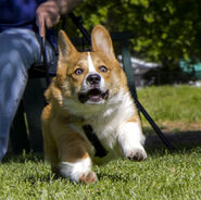 CORGIS ARE THE OFFICIAL STUFFZ WIKI DOG.