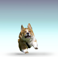 CORGIS IN SSB!