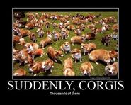 CORGIS, CORGIS EVERYWHERE.