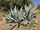 Agave