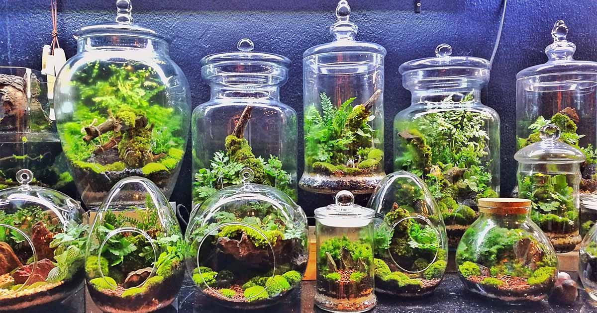 Campfire Terrarium