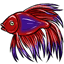 Betta