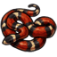 Model Milk Snake