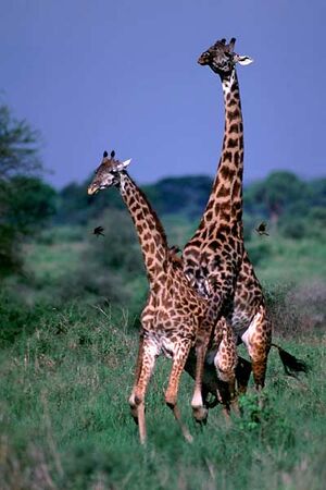 Giraffes