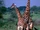 Giraffes