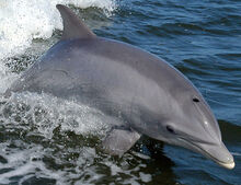 998px-Bottlenose Dolphin KSC04pd0178 (cropped)