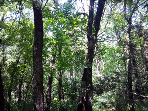 Grove Nuclear Bear Trees
