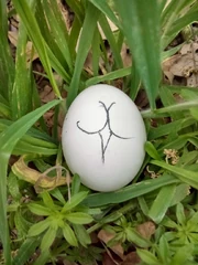 Egg of Lon about ready to be hatched.