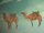 Camels.png