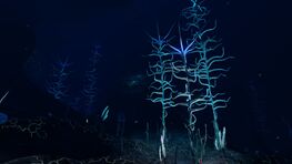 Blood Kelp Zone Trench (1).jpg