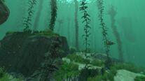 Forest Kelp 03