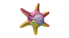 Spinner Fish Fauna