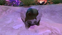 A Cuddlefish Egg