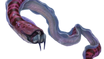 Crab Snake Fauna.png