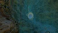 A Giant Coral Tube in one of the Safe Shallows Caves