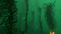 A view of the Dense Kelp Forest