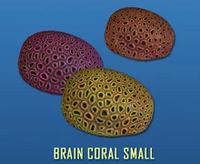 Brain Coral Small