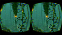 Developers preview of Oculus Rift in the Kelp Forest